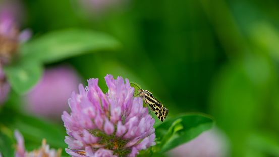 One pink clover flower and a butterfly on a green background of foliage. Web banner.