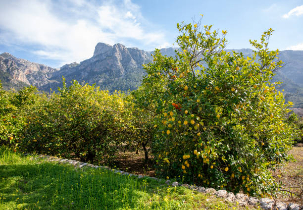 istock Between Soller and Fornalutx, Mallorca, Spain 2038237823