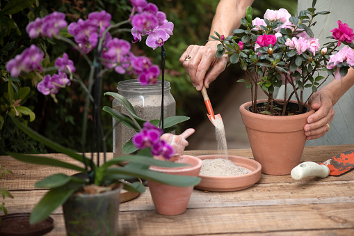 Woman filling up a vase bowl with sand to avoid stagnant water, thus eliminating mosquitoes potential breeding grounds for the proliferation of epidemic deseases as, dengue, chikungunya, zika virus, malaria, yellow fever; etc.