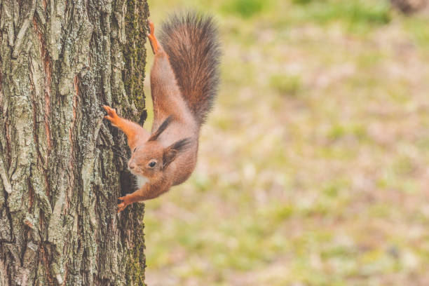 Squirrel in the garden