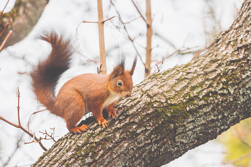 Squirrel in the garden