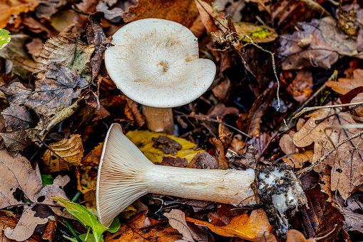 Trees, vegetation, moss, mushrooms of a winter in a deciduous forest. Wood-decay fungus