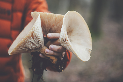 Picking mushrooms