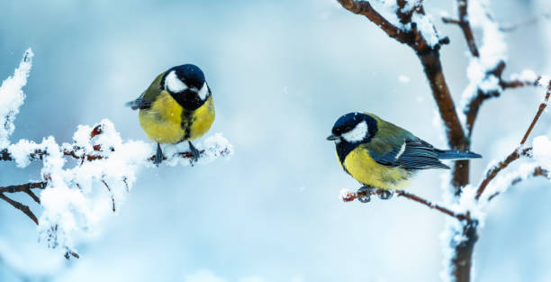 istock two tit birds sitting on snow-covered branches in a winter park 2038253615