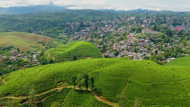 Aerial view of tea plantation near the village on Sri Lanka