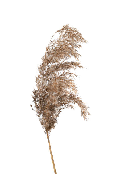 istock Dry reed isolated on white background. 2038259487