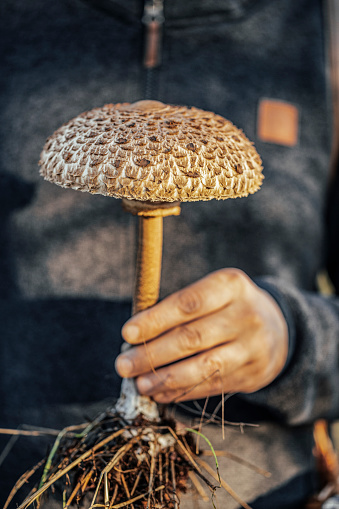 A woman with his hands cupped holding a bunch of fresh chanterelle mushrooms.