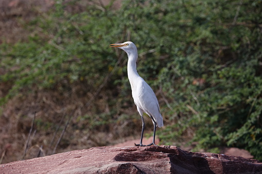 Cattle egret perched by a pond