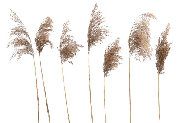 istock Dry reeds isolated on white background. 2038262394