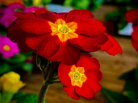 Vivid red and yellow primrose flowers