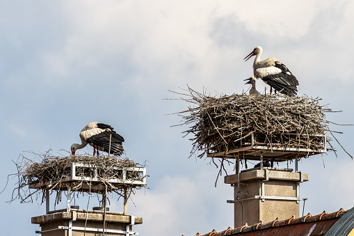 White Stork, Ciconia ciconia with small babies on the nest in Oettingen, Swabia, Bavaria, Germany in Europe. Ciconia ciconia is a bird in the stork family Ciconiidae.Its plumage is mainly white