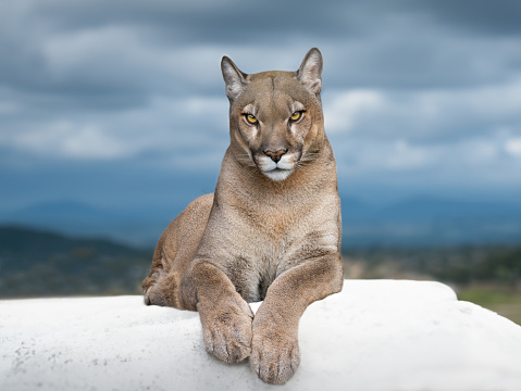 beautiful proud cougar lying against the backdrop of mountains