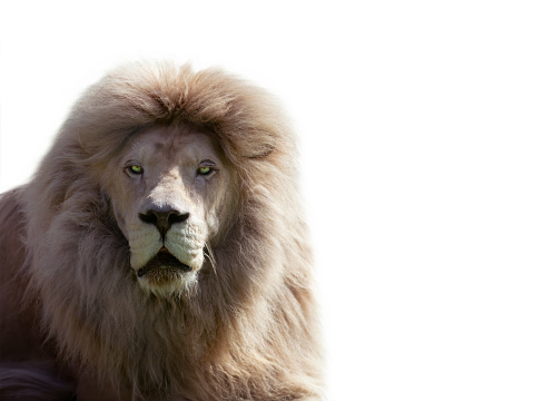 lion portrait filmed in a zoo in their natural habitat isolated on white background