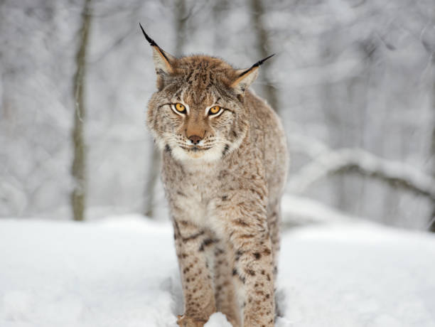 istock portrait lynx isolated on white background 2038270641