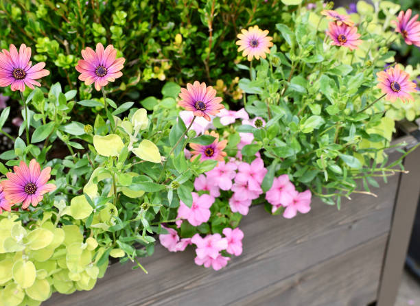 istock Wood planter box with pink flowers 2038271177