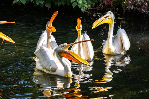 istock Great White Pelican, Pelecanus onocrotalus in a park 2038272249