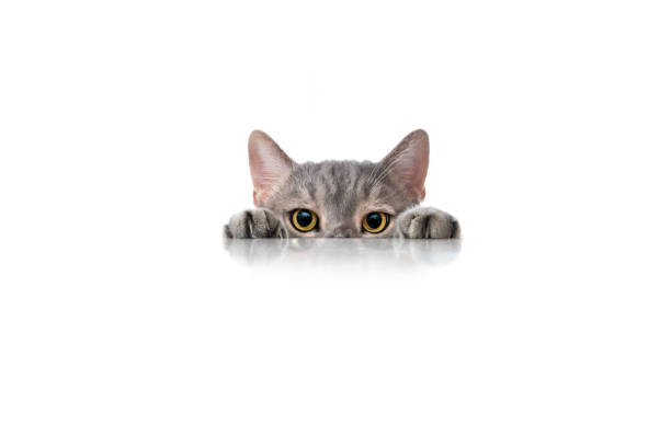 istock Big-eyed naughty cat looking at the target from behind the marble table 2038277706