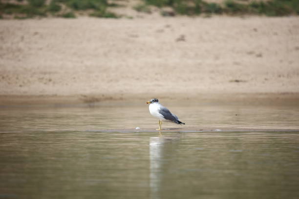 gaviota de palas en el río chambal - larus ichthyaetus fotografías e imágenes de stock