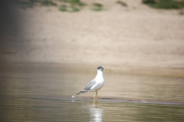 gaviota de palas en el río chambal - larus ichthyaetus fotografías e imágenes de stock