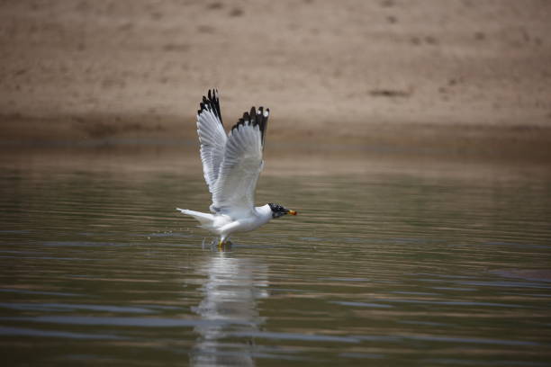 pallas gull on the chambal river - larus ichthyaetus fotografías e imágenes de stock