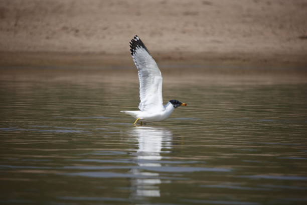 pallas gull on the chambal river - larus ichthyaetus fotografías e imágenes de stock