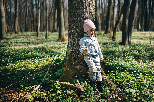 Portrait of adorable 3 years old girl in jeans jacket standing near the tree in the forest covered with anemones holding bouquet of forest flowers. Happy childhood