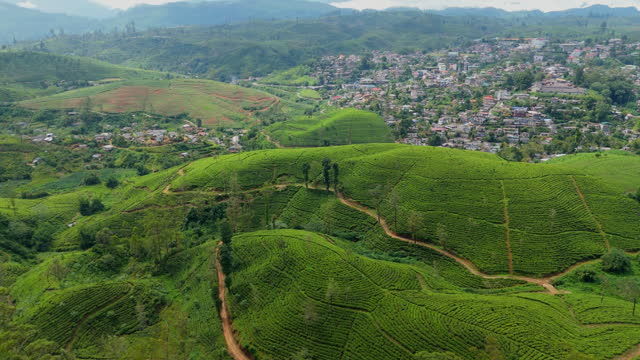Aerial view of tea plantation near the village on Sri Lanka