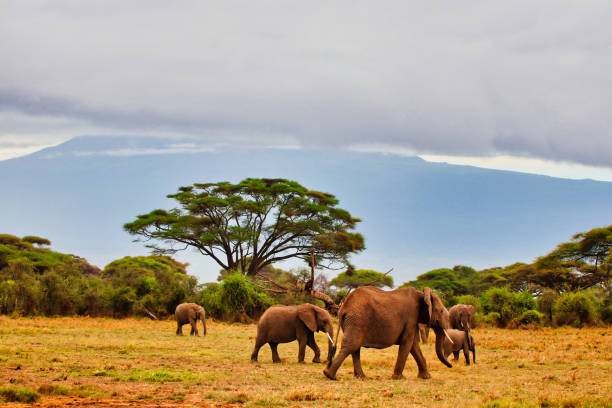 Elephant herd pictured against the backdrop of a cloud blanketed Mount Kilimanjaro at Amboseli National Park, Kenya