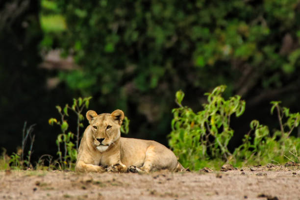 istock Lioness at Amboseli 2038297577