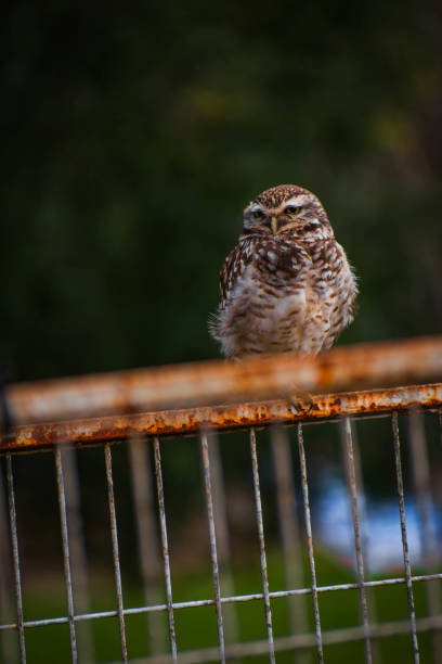 Adult little owl unusual pose ib branch
