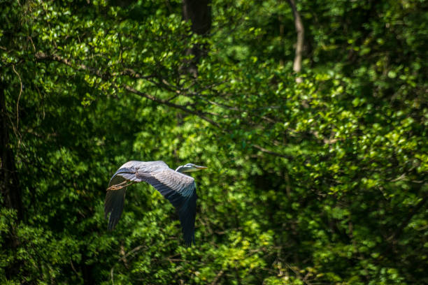 Two Great Blue Herons taking turns following each other in flight over Boundary Bay, Delta, B.C., Canada,
