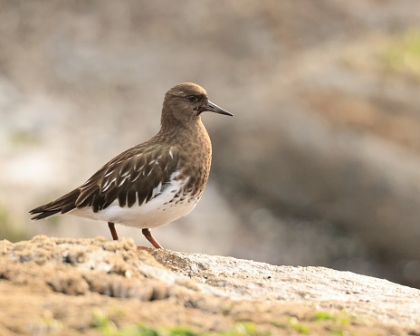 A solitary Black Turnstone bird is standing on a rock ledge.