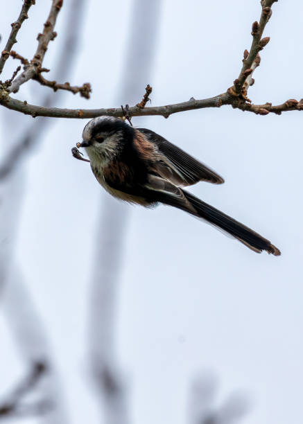 istock Long-tailed Tit (Aegithalos caudatus) on Bull Island, Dublin Coast, Ireland 2038320330