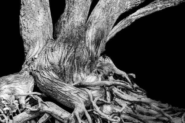 istock Roots of a tree in black and white 2038324050