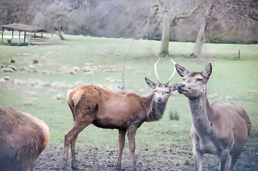 A close-up image of two Bactrian deer, a critically endangered species, standing side-by-side in a grassy field. Their large antlers are visible, as well as their distinctive markings.