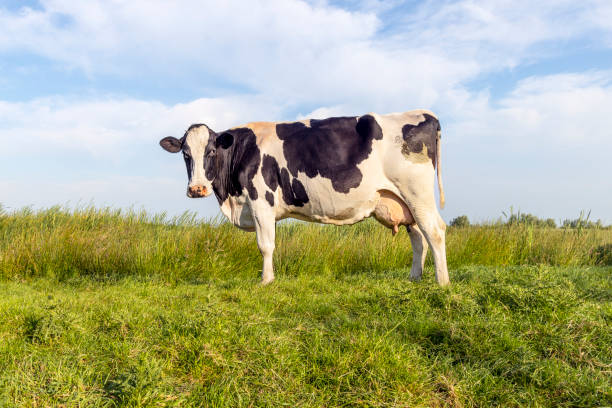 젖소, 전체 길이 측면도 서 - milker 뉴스 사진 이미지