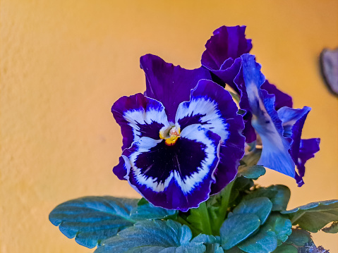 The garden pansy (Viola × wittrockiana) is a type of large-flowered hybrid plant cultivated as a garden flower.  English common names, such as pansy, viola and violet may be used interchangeably.