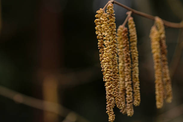 A close-up view of hazel tree catkins hanging from thin branches, illuminated by warm sunlight against a clear blue sky. The golden-yellow catkins signal the arrival of early spring as they sway gently in the breeze.