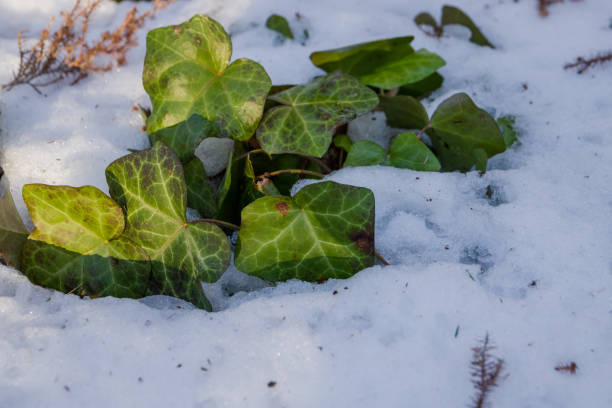Spring awakening - a young leafs of ivy on melting snow. Wild plants in the nature environment - spring forest, macro. Concept of nature for design.