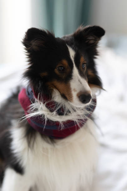 istock Sheltie Sheep Dog Lies on the bed 2038342391