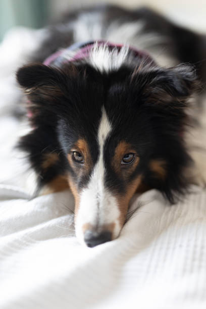 istock Sheltie Sheep Dog Lies on the bed 2038342912