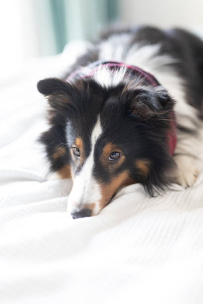 istock Sheltie Sheep Dog Lies on the bed 2038342916