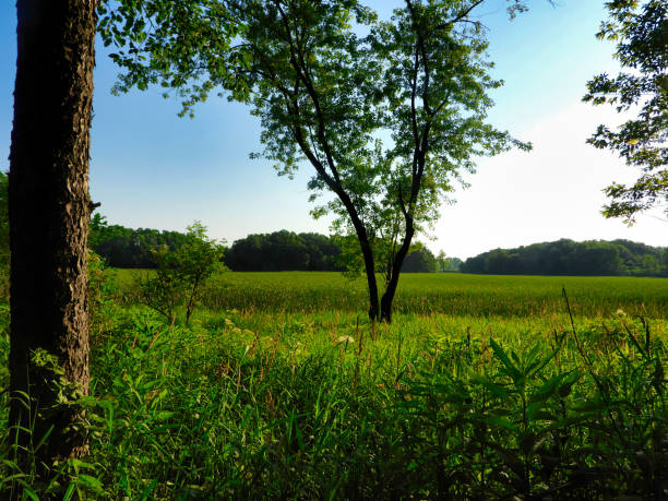 Sunrise on the Prairie in the Summer