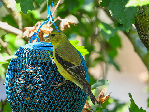 American Goldfinch Bird with Seed it Her Mouth While Hanging onto Blue Bird Seeder Feeder Surrounded by Green Leaves