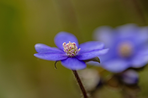 macro picture of liverwort flowers in spring
