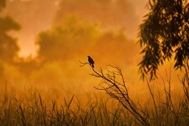 Bird in the Sunrise: A red-winged black bird perched on a tree at dawn on a summer morning