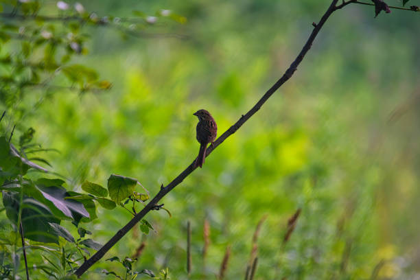 Bird on a Tree Branch: A sparrow bird looks over its shoulder while perched on a hanging tree branch in the midst of a green forest on a summer day