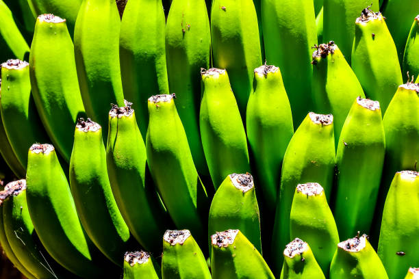 Peeling banana with a black background