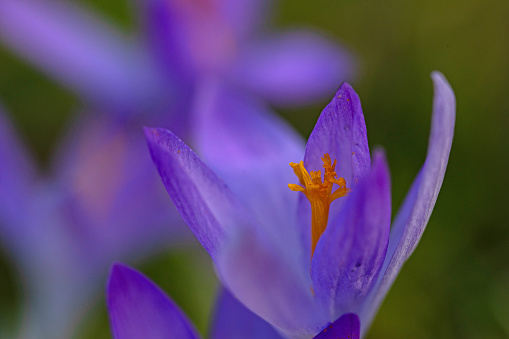 macro picture of a crocus flower in spring