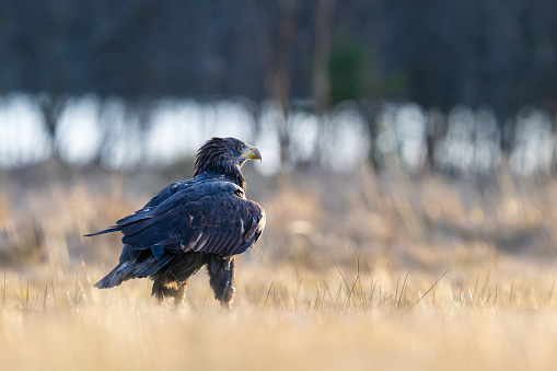 Bald Eagle in the late afternoon light in The Bohemian Moravian Highlands. High quality photo